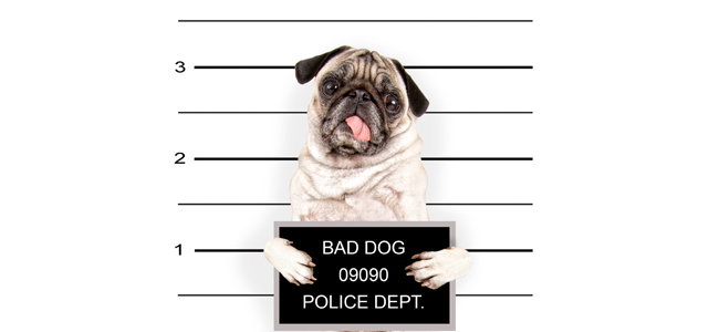 a mugshot of a bad dog